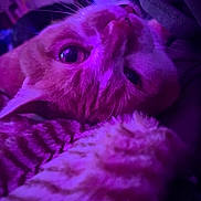 Toby joined the competition — help win amazing prizes! cat, close_up, closeup, cozy, curious, eye, feline, fur, indoor, lying_down, nose, orange_tabby, pet, plush, portrait, purple_lighting, sleepy, soft_texture, tabby_cat, whiskers