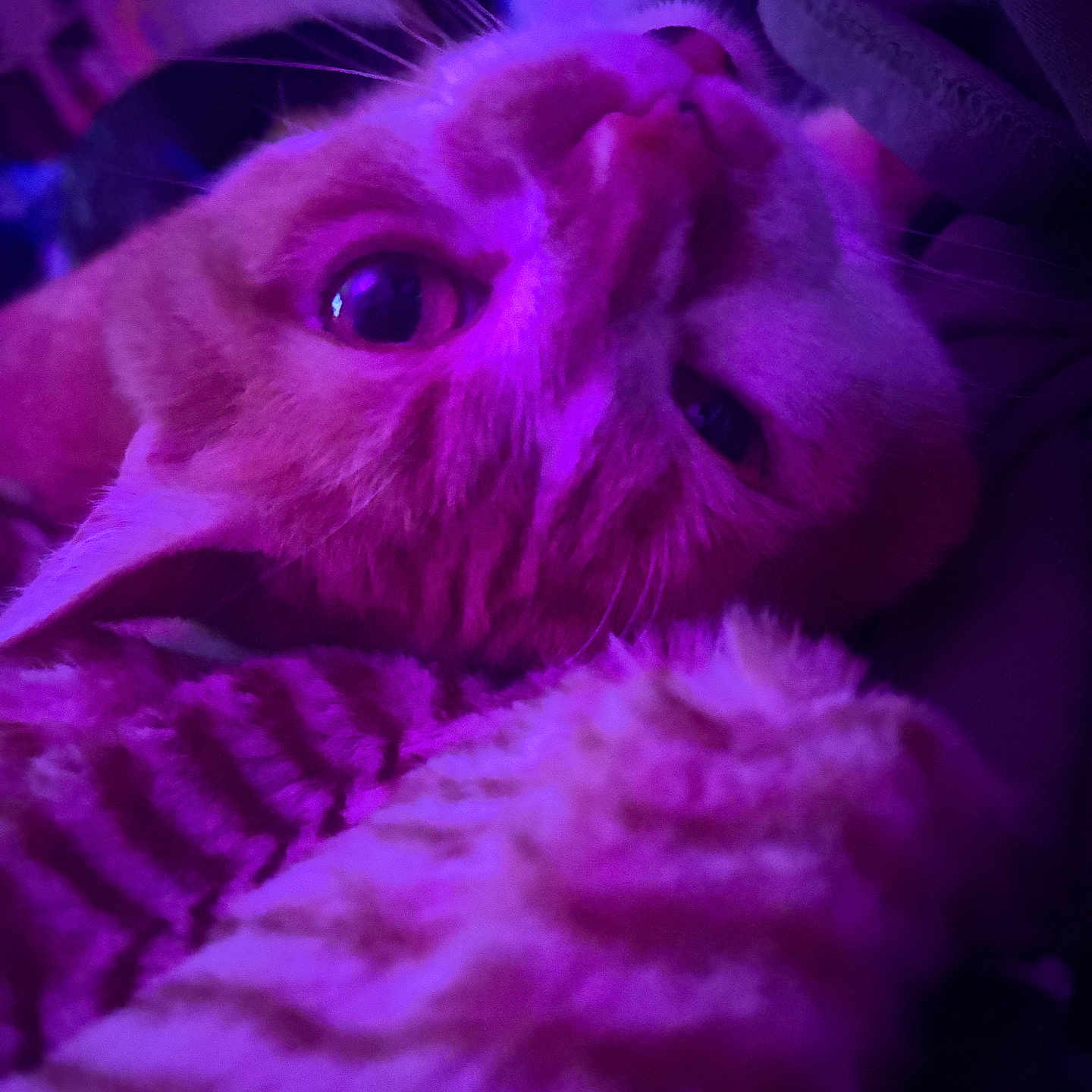 Toby joined the competition — help win amazing prizes! cat, close_up, closeup, cozy, curious, eye, feline, fur, indoor, lying_down, nose, orange_tabby, pet, plush, portrait, purple_lighting, sleepy, soft_texture, tabby_cat, whiskers