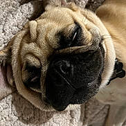 Rocky is registered to the contest to win money with this photo: dog, pug, close_up, lying_down, pet, animal, face, fur, nose, whiskers, blanket, texture, cute, sleepy, expression, indoor, resting, muzzle, ears, portrait