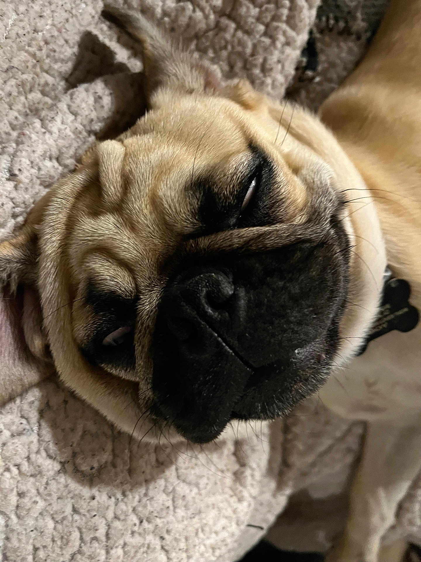 Rocky is registered to the contest to win money with this photo: dog, pug, close_up, lying_down, pet, animal, face, fur, nose, whiskers, blanket, texture, cute, sleepy, expression, indoor, resting, muzzle, ears, portrait