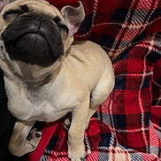 Rocky is registered to the contest to win money with this photo: animal, blanket, closeup, comfort, cozy, cute, dog, ears, fur, indoor, navy, pet, plaid, pug, puppy, red, resting, sleepy, small, snout