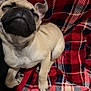 animal, blanket, closeup, comfort, cozy, cute, dog, ears, fur, indoor, navy, pet, plaid, pug, puppy, red, resting, sleepy, small, snout