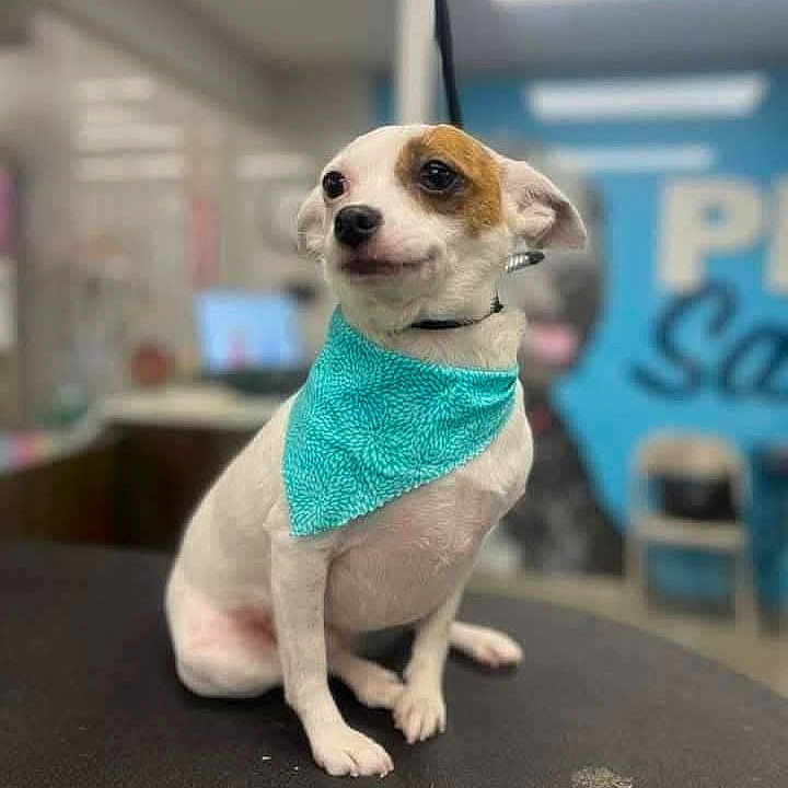 Ivy is registered to the contest to win money with this photo: dog, small_dog, bandana, white_dog, brown_spot, pet, indoor, blurred_background, sitting, looking_away, black_surface, curious_expression, animal, companion, cute, domestic, short_hair, ears_up, leash, collar