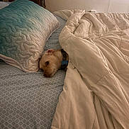 Coco joined the competition — help win amazing prizes! bed, beige, blanket, blue, canine, collar, comfort, cozy, dog, fur, furniture, head, indoor, pet, pillow, relaxation, resting, room, sleep, sleepy