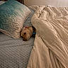 bed, beige, blanket, blue, canine, collar, comfort, cozy, dog, fur, furniture, head, indoor, pet, pillow, relaxation, resting, room, sleep, sleepy