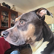 Soquette participe au concours pour gagner de l'argent avec cette photo : animal, black_fur, bookshelf, brown_fur, casual, close_up, curious, daylight, dog, ears, eye, floor, furniture, home, indoor, person_leg, pet, relaxing, snout, white_fur