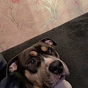 Soquette participe au concours pour gagner de l'argent avec cette photo : black_coat, blanket, brown_coat, canine, closeup, couch, cozy, dog, ears, eyes, gaze, indoor, nose, pet, portrait, puppy, snout, timestamp, wallpaper, white_markings