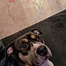 black_coat, blanket, brown_coat, canine, closeup, couch, cozy, dog, ears, eyes, gaze, indoor, nose, pet, portrait, puppy, snout, timestamp, wallpaper, white_markings