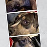 Soquette a rejoint le concours — aidez-le/la à gagner de superbes lots ! blanket, brown_fur, closeup, collage, companion, couch, dog, expressive_eyes, human_arm, indoor, muzzle, pet, photography, portrait, relaxed, selfie, side_eye, snout, three_panel, white_marking