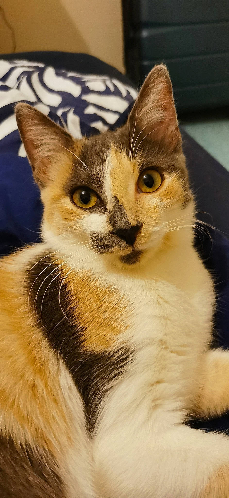 Tikkie participe au concours pour gagner de l'argent avec cette photo : beige, carnivore, cat, domestic_short_haired_cat, fawn, felidae, fur, iris, linens, small_to_medium_sized_cats, snout, tail, terrestrial_animal, toe, vertebrate, whiskers, yellow