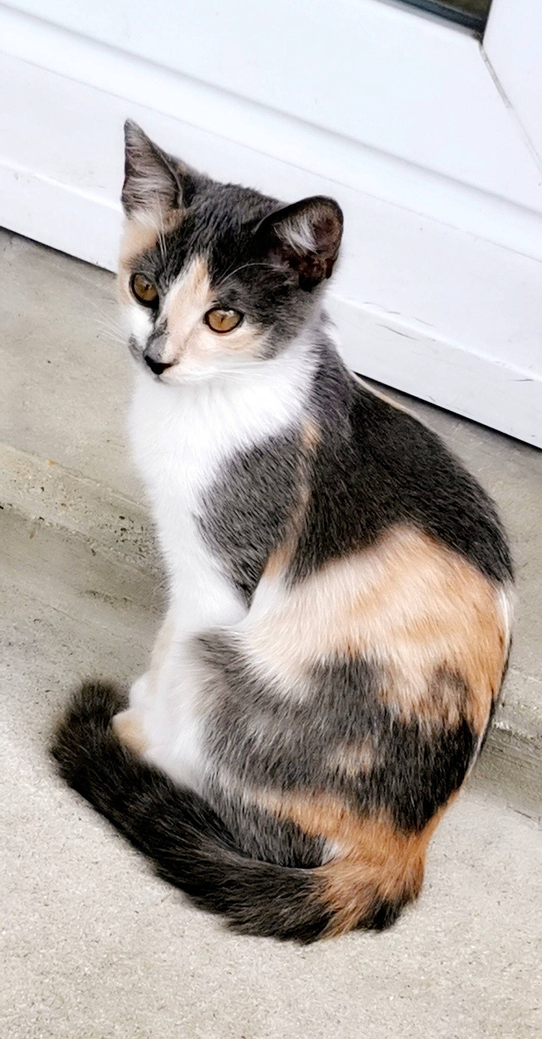 Tikkie participe au concours pour gagner de l'argent avec cette photo : aegean_cat, american_wirehair, black_and_white, carnivore, cat, domestic_short_haired_cat, european_shorthair, felidae, fur, kitten, mammal, small_to_medium_sized_cats, tabby_cat, tail, whiskers