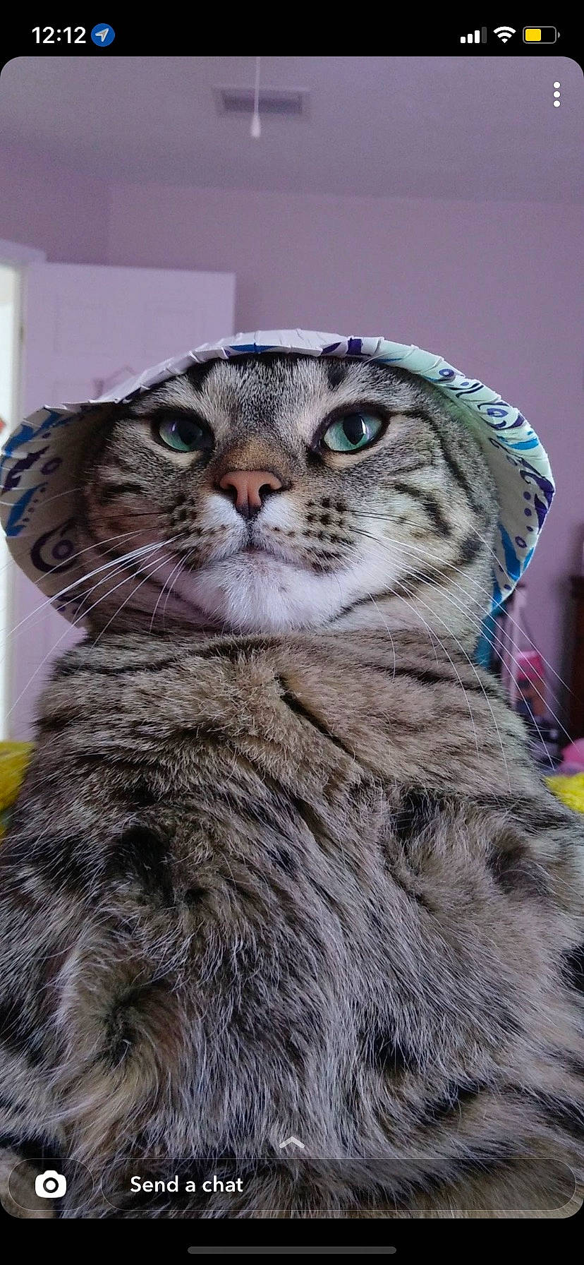 Covid is registered to the contest to win money with this photo: carnivore, cat, claw, domestic_short_haired_cat, eye, felidae, fur, iris, photo_caption, small_to_medium_sized_cats, snout, tail, terrestrial_animal, whiskers, wildlife