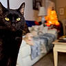 Dasher is registered to the contest to win money with this photo: black_cat, cat, yellow_eyes, indoor, living_room, sofa, lamp, blurred_background, furniture, table, cozy, pet, animal, portrait, close_up, soft_lighting, home_decor, curtains, carpet, relaxed
