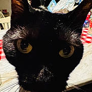 Dasher is registered to the contest to win money with this photo: black_cat, cat, close_up, yellow_eyes, whiskers, face, ears, indoor, table, tablecloth, checkered, background, pet, animal, feline, curious, domestic_cat, close_range, portrait, whiskers_visible