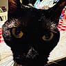 black_cat, cat, close_up, yellow_eyes, whiskers, face, ears, indoor, table, tablecloth, checkered, background, pet, animal, feline, curious, domestic_cat, close_range, portrait, whiskers_visible