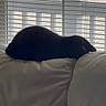Dasher joined the competition — help win amazing prizes! cat, black_cat, sleeping, couch, leather_couch, window, blinds, daylight, indoor, pet, animal, feline, resting, home, cozy, quiet, relaxing, suburban, porch, recycling_bin