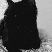 Nini participe au concours pour gagner de l'argent avec cette photo : black_cat, cat, animal, pet, feline, whiskers, fur, ear, portrait, close_up, monochrome, black_and_white, fluffy, soft_texture, relaxed, indoor, resting, side_view, mysterious, quiet