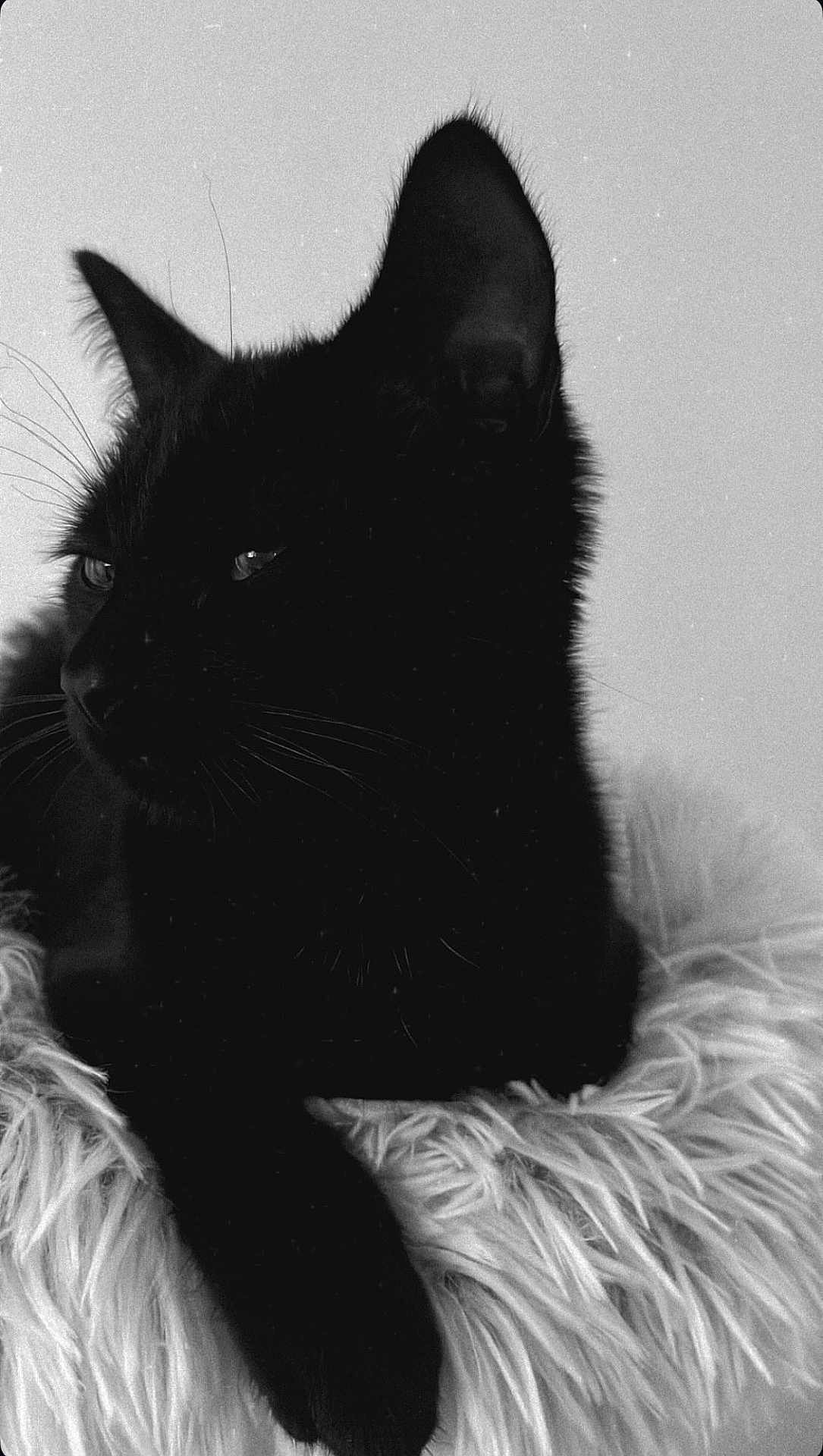 Nini participe au concours pour gagner de l'argent avec cette photo : black_cat, cat, animal, pet, feline, whiskers, fur, ear, portrait, close_up, monochrome, black_and_white, fluffy, soft_texture, relaxed, indoor, resting, side_view, mysterious, quiet