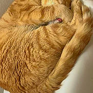 Huey joined the competition — help win amazing prizes! cat, ginger_cat, sleeping, curled_up, paw, fur, cozy, indoor, pet, animal, resting, whiskers, tail, close_up, cute, relaxed, feline, mammal, domestic_cat, quiet