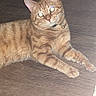 Huey joined the competition — help win amazing prizes! cat, ginger_cat, tabby, pet, indoor, floor, wooden_floor, collar, bell, lying_down, looking_at_camera, animal, feline, domestic_cat, whiskers, ears, paws, fur, flash, glowing_eyes