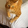 Huey joined the competition — help win amazing prizes! cat, orange_tabby, pet, animal, bed, white_bedspread, fur, whiskers, green_eyes, indoor, relaxed, curious, looking_up, paws, feline, cozy, texture, resting, domestic_cat, cute