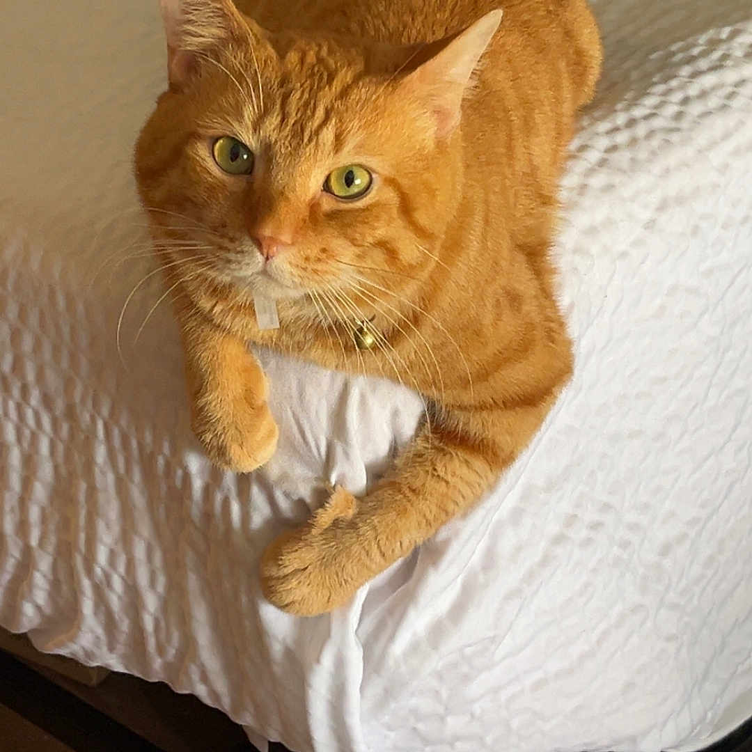 Huey