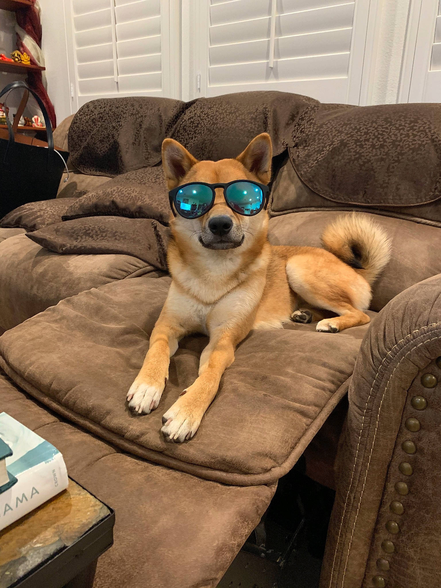 Thor joined the competition — help win amazing prizes! brown, canidae, carnivore, comfort, companion_dog, couch, dog, dog_breed, fawn, furniture, goggles, home, interior_design, living_room, pet_supply, room, snout, toy_dog, window_treatment
