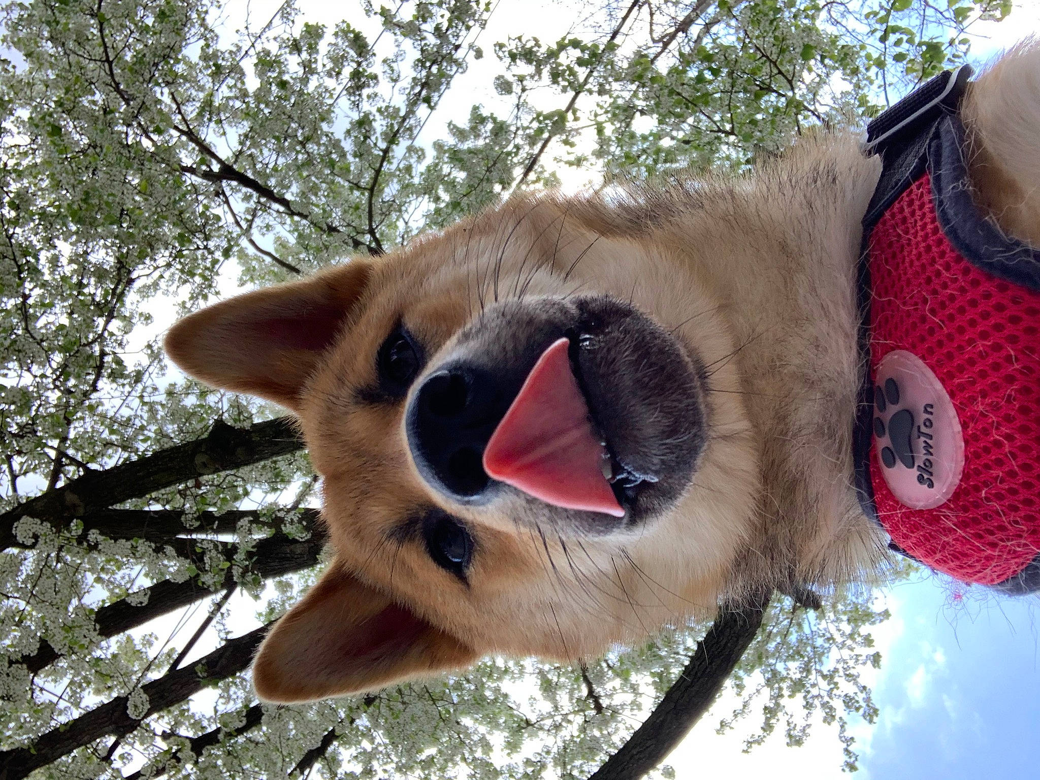 Thor is registered to the contest to win money with this photo: branch, canidae, carnivore, collar, coquelicot, costume_accessory, costume_hat, dog_breed, fawn, fur, pet_supply, snout, stuffed_toy, terrestrial_animal, tongue, twig, whiskers