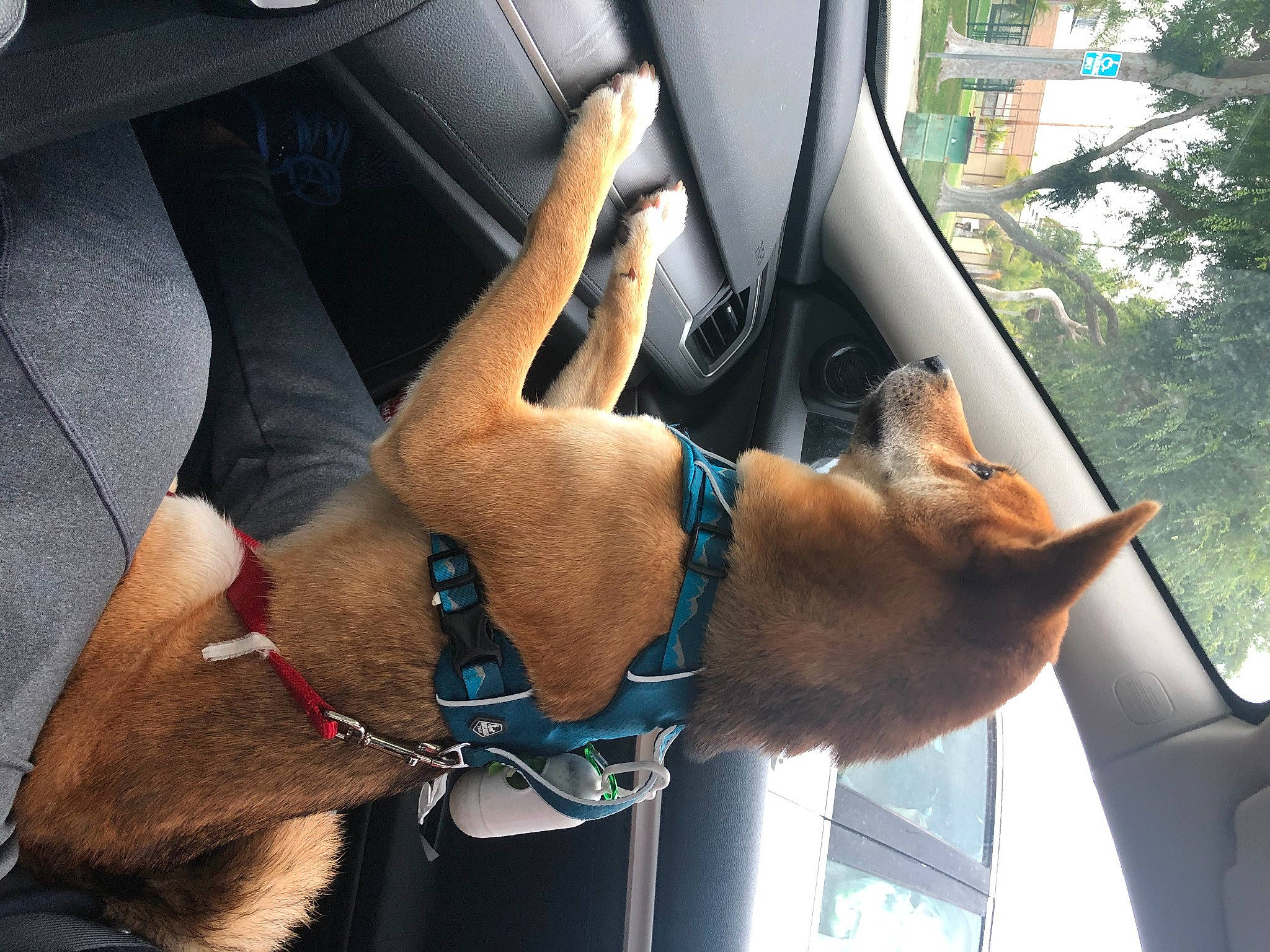 Thor is registered to the contest to win money with this photo: automotive_window_part, car_seat, carnivore, collar, dog, dog_breed, dog_collar, fawn, fixture, glass, leash, liver, pet_supply, snout, sporting_group, steering_part, steering_wheel, vehicle_door, vertebrate, windshield