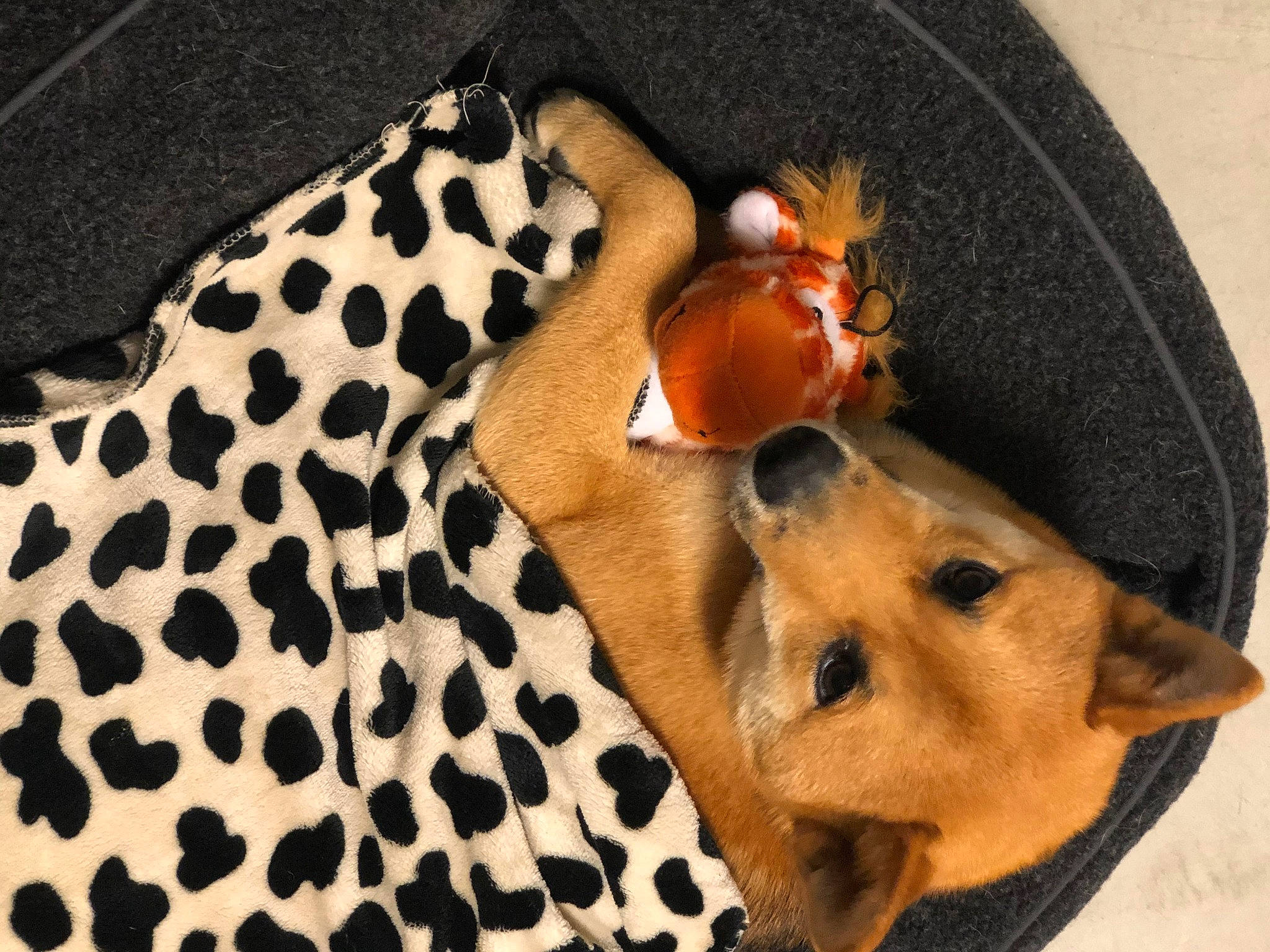 Thor joined the competition — help win amazing prizes! canidae, carnivore, companion_dog, dog, dog_breed, dog_supply, fawn, non_sporting_group, peach, pet_supply, polka_dot, snout, sporting_group, tan, toy, working_animal, working_dog