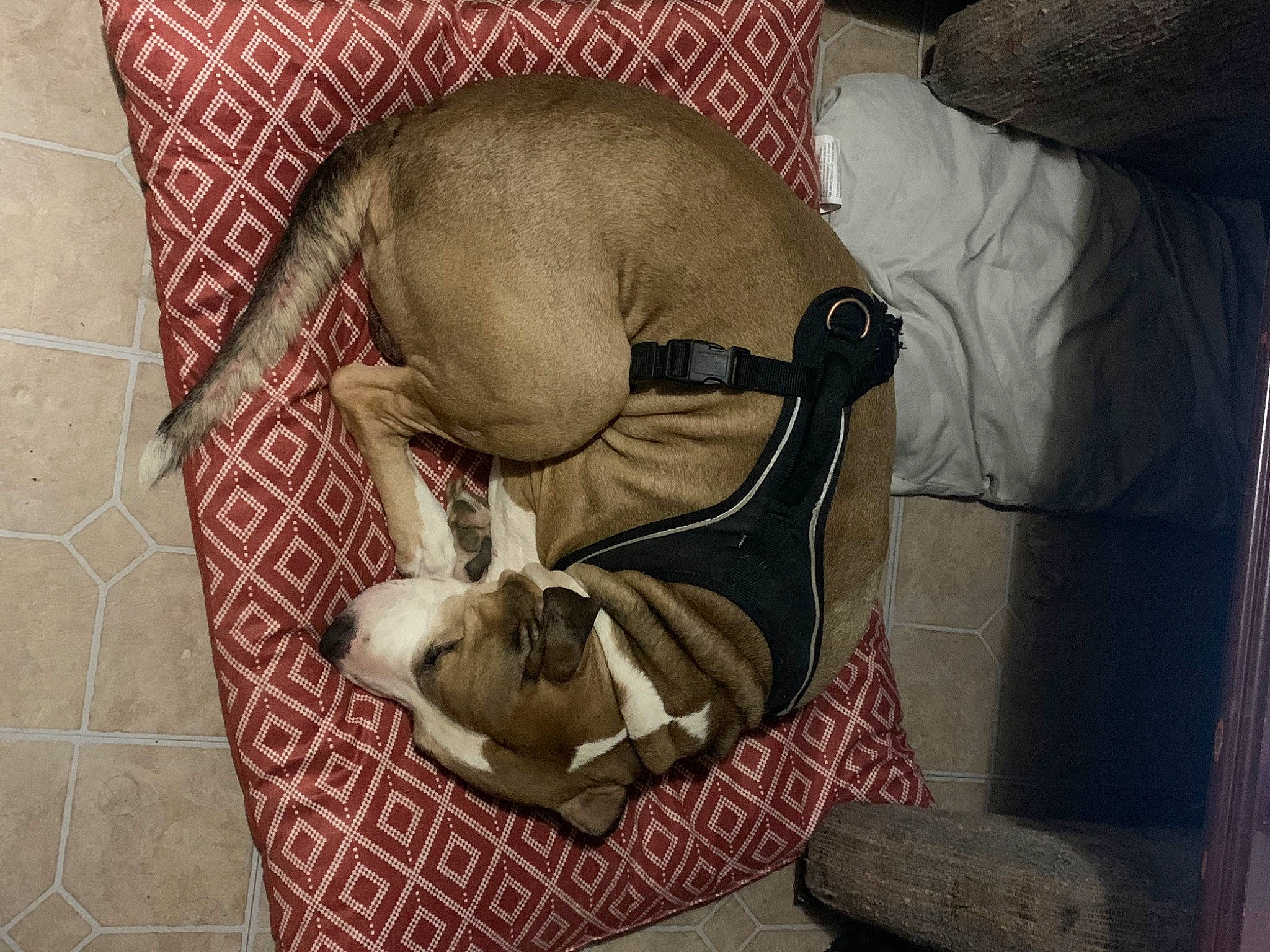 Bud is registered to the contest to win money with this photo: art, canidae, carnivore, comfort, companion_dog, dog, dog_breed, fawn, felidae, flooring, linens, nap, pet_supply, small_to_medium_sized_cats, snout, sporting_group, tail, toy_dog, wood, working_animal