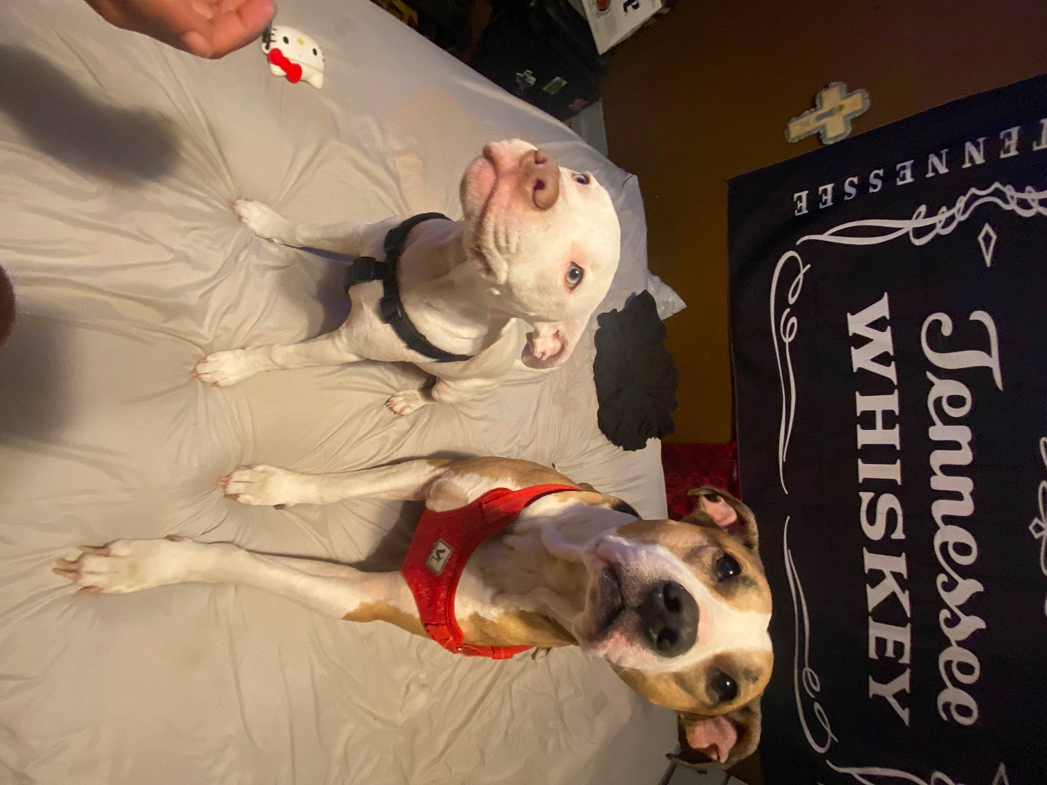 Bud is registered to the contest to win money with this photo: advertising, art, carnivore, companion_dog, dog, dog_breed, event, fictional_character, non_sporting_group, smile