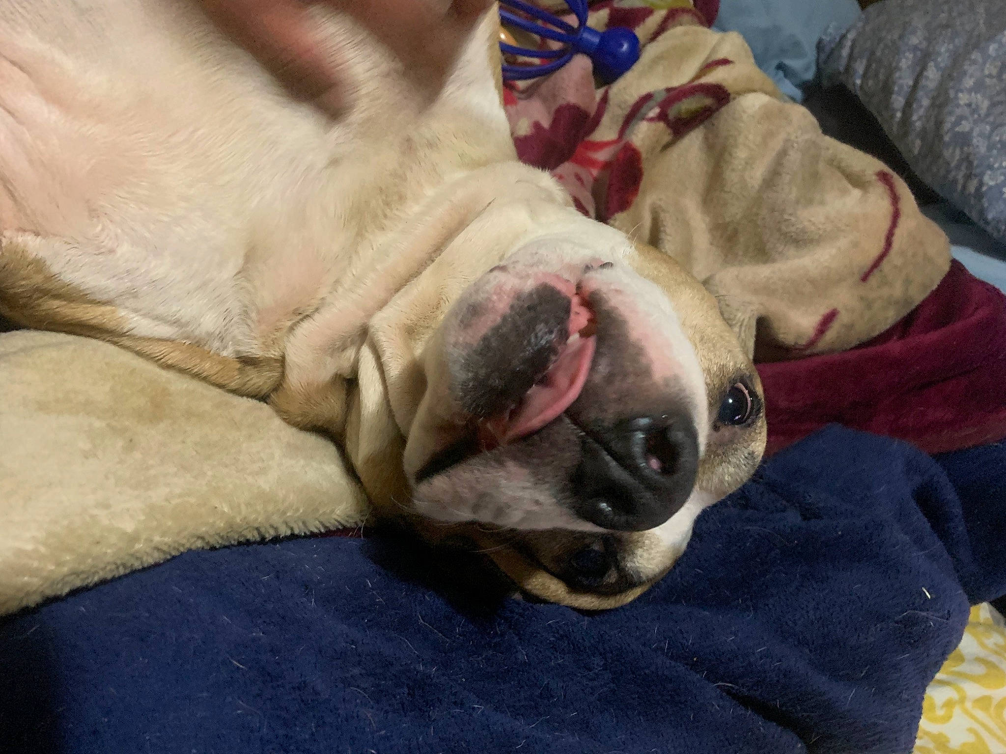 Bud joined the competition — help win amazing prizes! bulldog, canidae, carnivore, collar, comfort, companion_dog, dog, dog_breed, dog_supply, fawn, fur, guard_dog, molosser, non_sporting_group, snout, sporting_group, whiskers, white_english_bulldog, working_animal, wrinkle