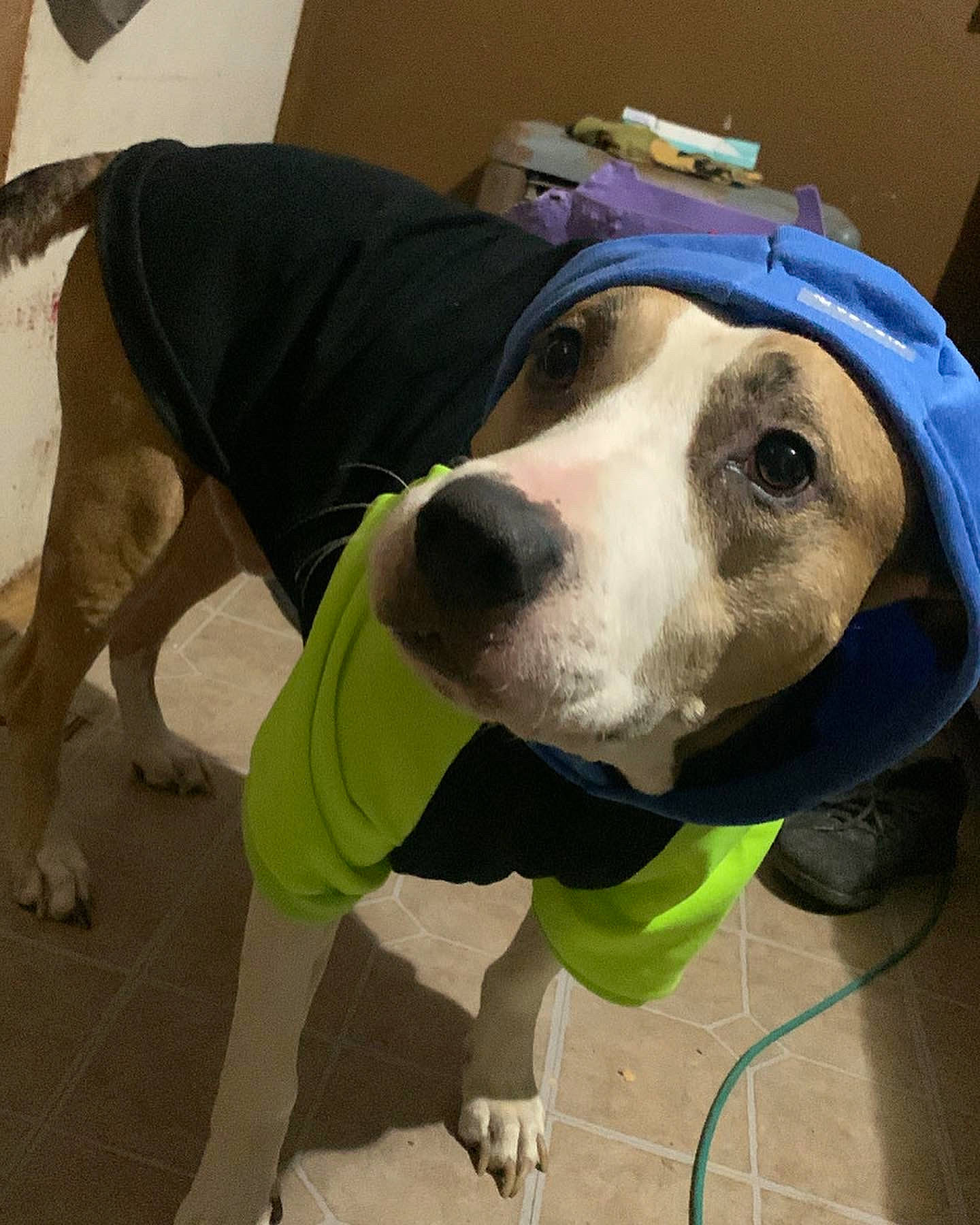 Bud is registered to the contest to win money with this photo: canidae, carnivore, collar, companion_dog, dog, dog_breed, dog_collar, dog_supply, fawn, flooring, fur, hat, leash, mammal, personal_protective_equipment, pet_supply, snout, sporting_group, vertebrate, working_animal