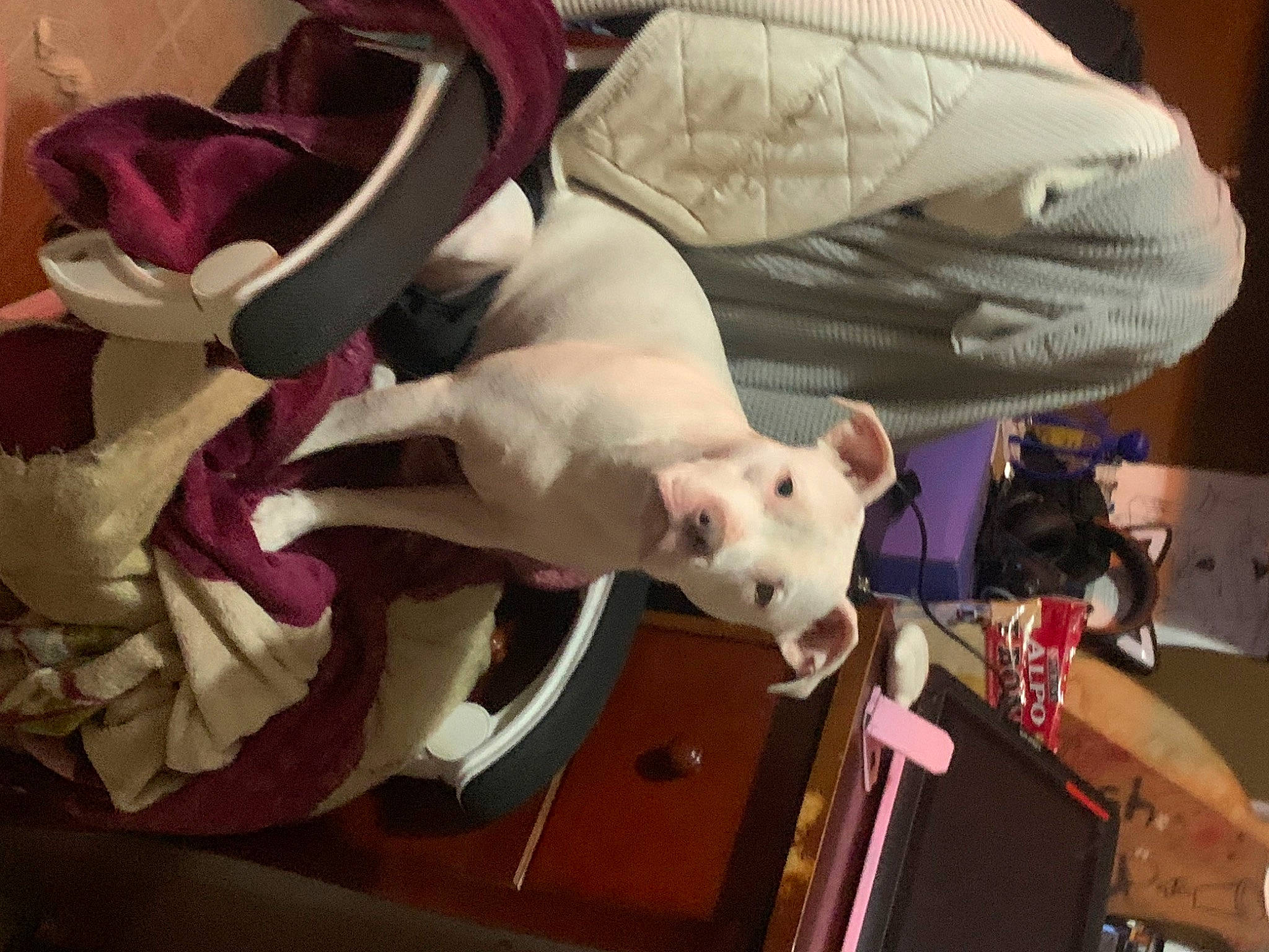 Indie joined the competition — help win amazing prizes! bull_terrier, canidae, carnivore, comfort, companion_dog, dog, dog_breed, fawn, felidae, fur, magenta, petal, pink, purple, small_to_medium_sized_cats, snout, stuffed_toy, teddy_bear, toy, whiskers