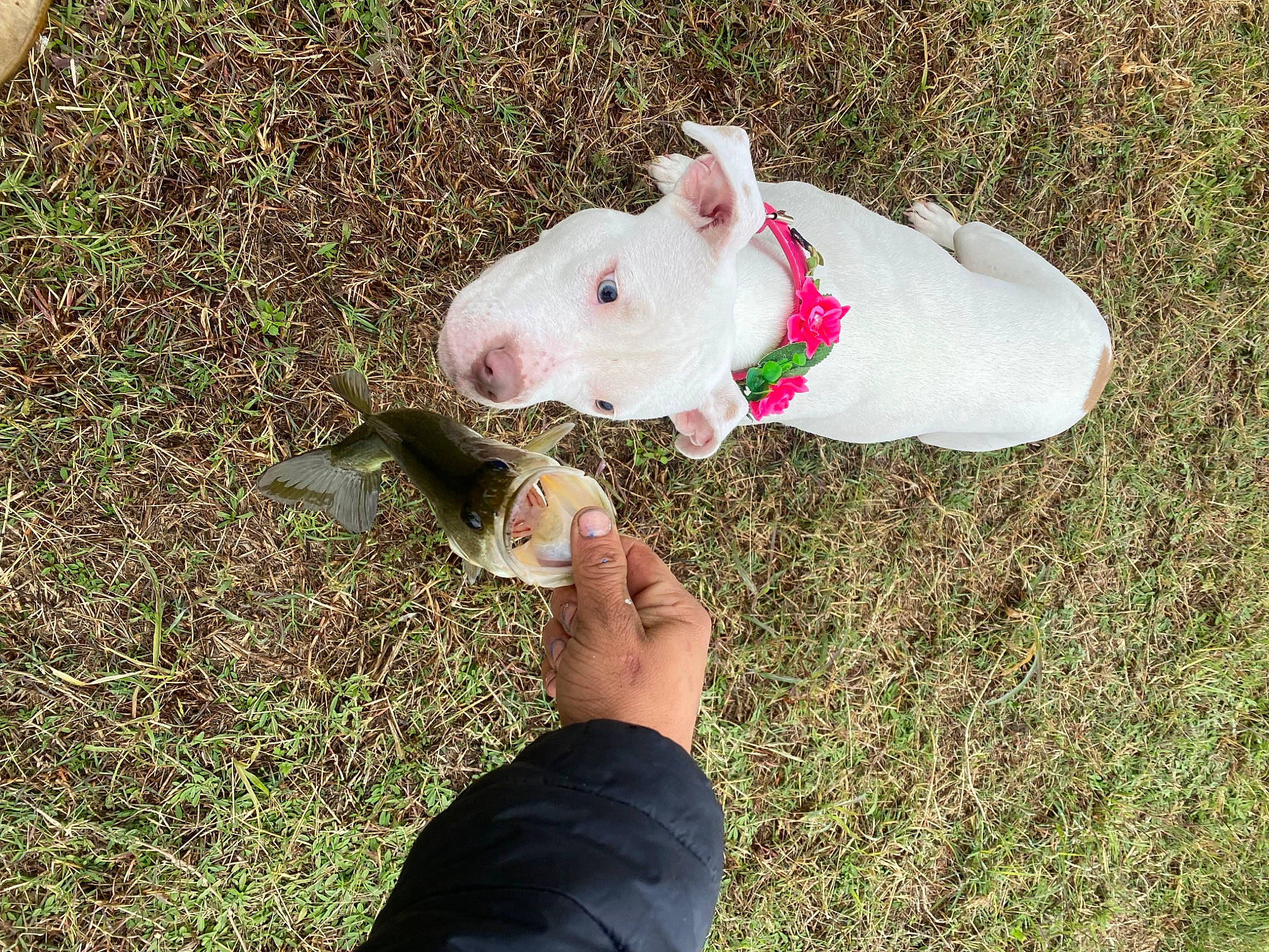 Indie is registered to the contest to win money with this photo: bull_terrier, bull_terrier_miniature, canidae, carnivore, collar, companion_dog, dog, dog_breed, english_white_terrier, fawn, grass, grassland, livestock, old_english_terrier, people_in_nature, soil, sporting_group, terrestrial_animal, toy, working_animal