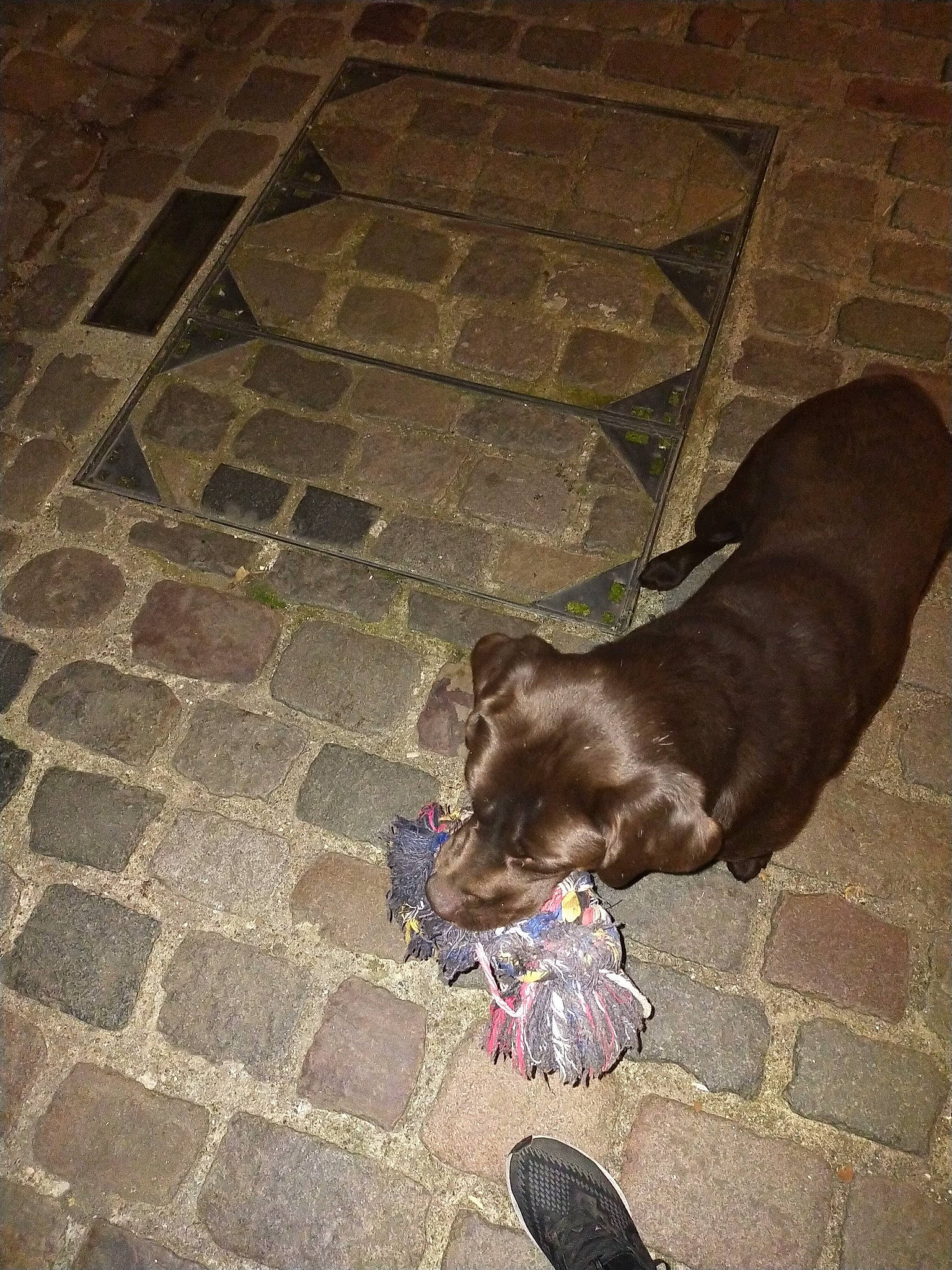 Lasko a rejoint le concours — aidez-le/la à gagner de superbes lots ! asphalt, carnivore, companion_dog, dog, dog_breed, fawn, felidae, flagstone, floor, flooring, grey, liver, road_surface, shadow, shoe, sidewalk, small_to_medium_sized_cats, tail, tints_and_shades, whiskers