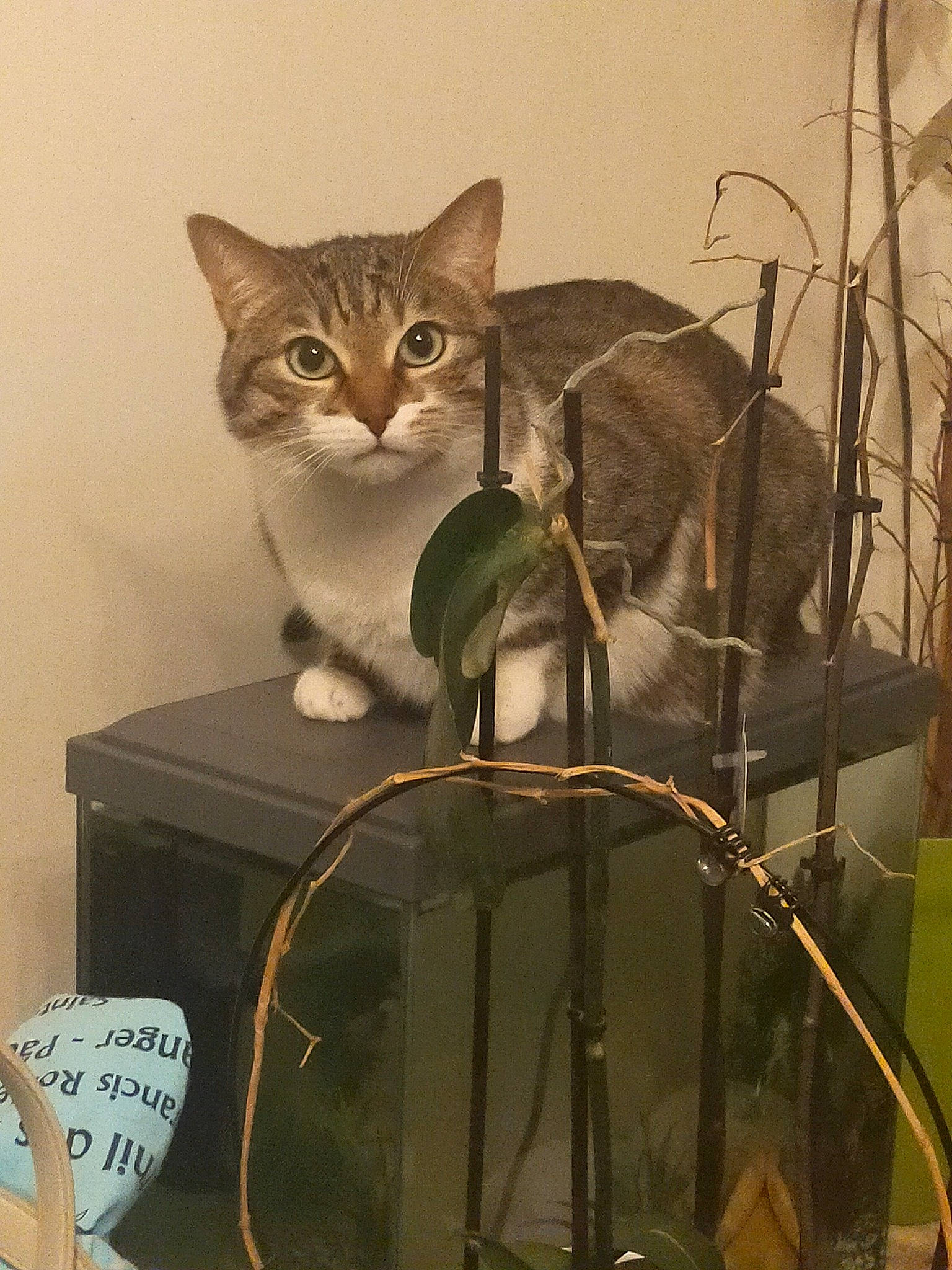 Chivas a rejoint le concours — aidez-le/la à gagner de superbes lots ! art, carnivore, cat, domestic_short_haired_cat, felidae, fur, grey, metal, plant, room, small_to_medium_sized_cats, tail, terrestrial_animal, twig, visual_arts, whiskers