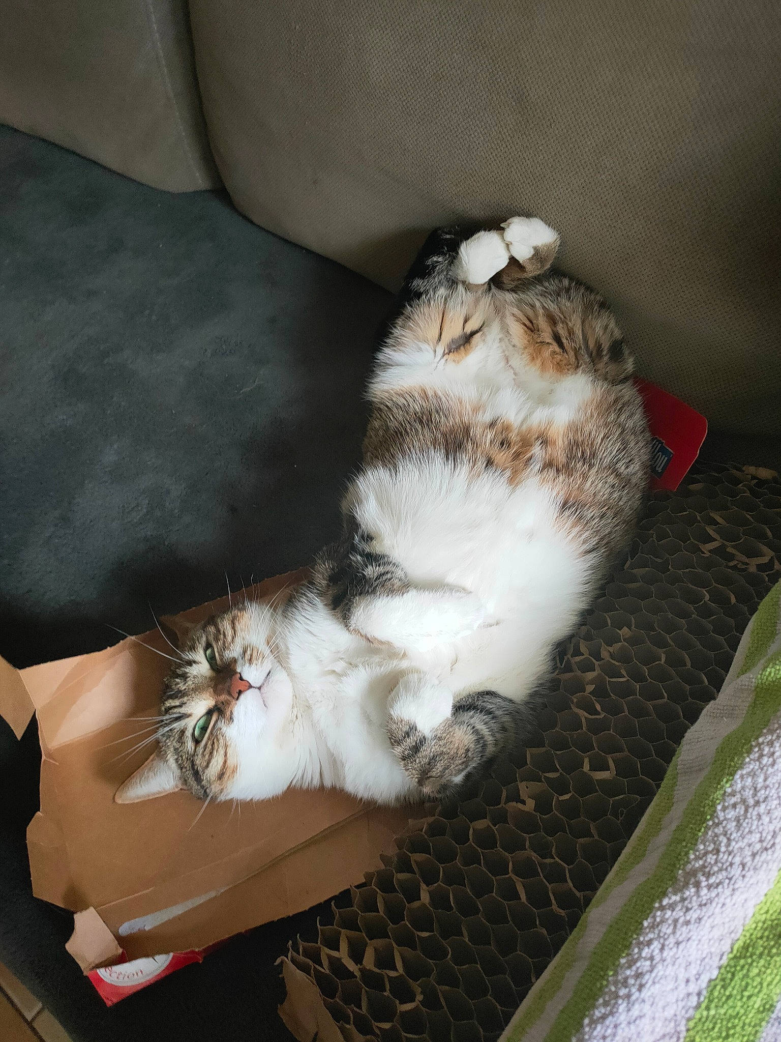 Chivas participe au concours pour gagner de l'argent avec cette photo : canidae, carnivore, cat, claw, comfort, companion_dog, couch, dog_breed, domestic_short_haired_cat, fawn, felidae, fur, human_leg, lap, mammal, paw, small_to_medium_sized_cats, sporting_group, tail, whiskers