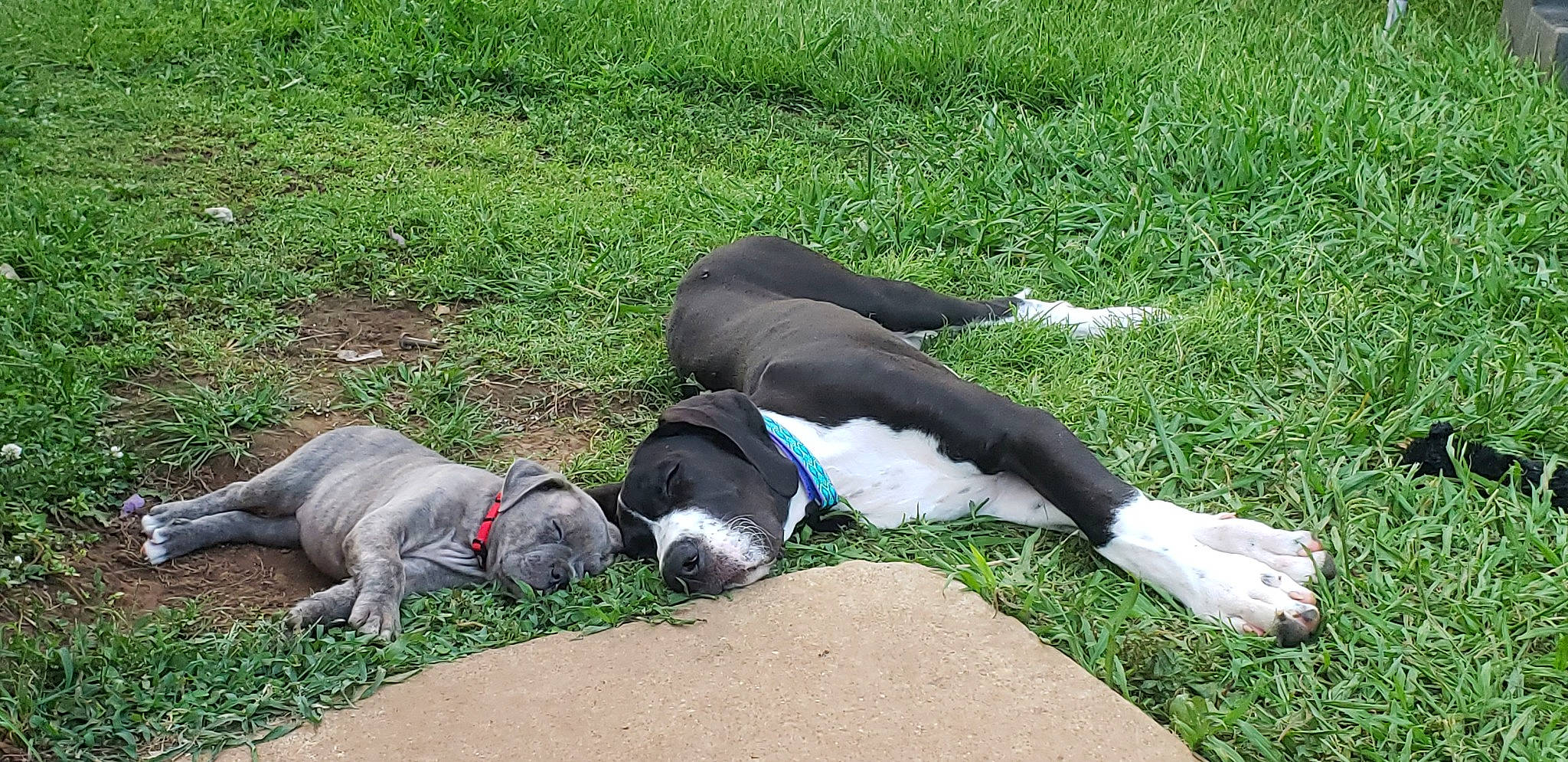 Baldr is registered to the contest to win money with this photo: beak, canidae, carnivore, collar, companion_dog, dog, dog_breed, dog_collar, grass, grass_family, grassland, groundcover, lawn, nap, plant, soil, sporting_group, tail, terrestrial_animal, working_animal