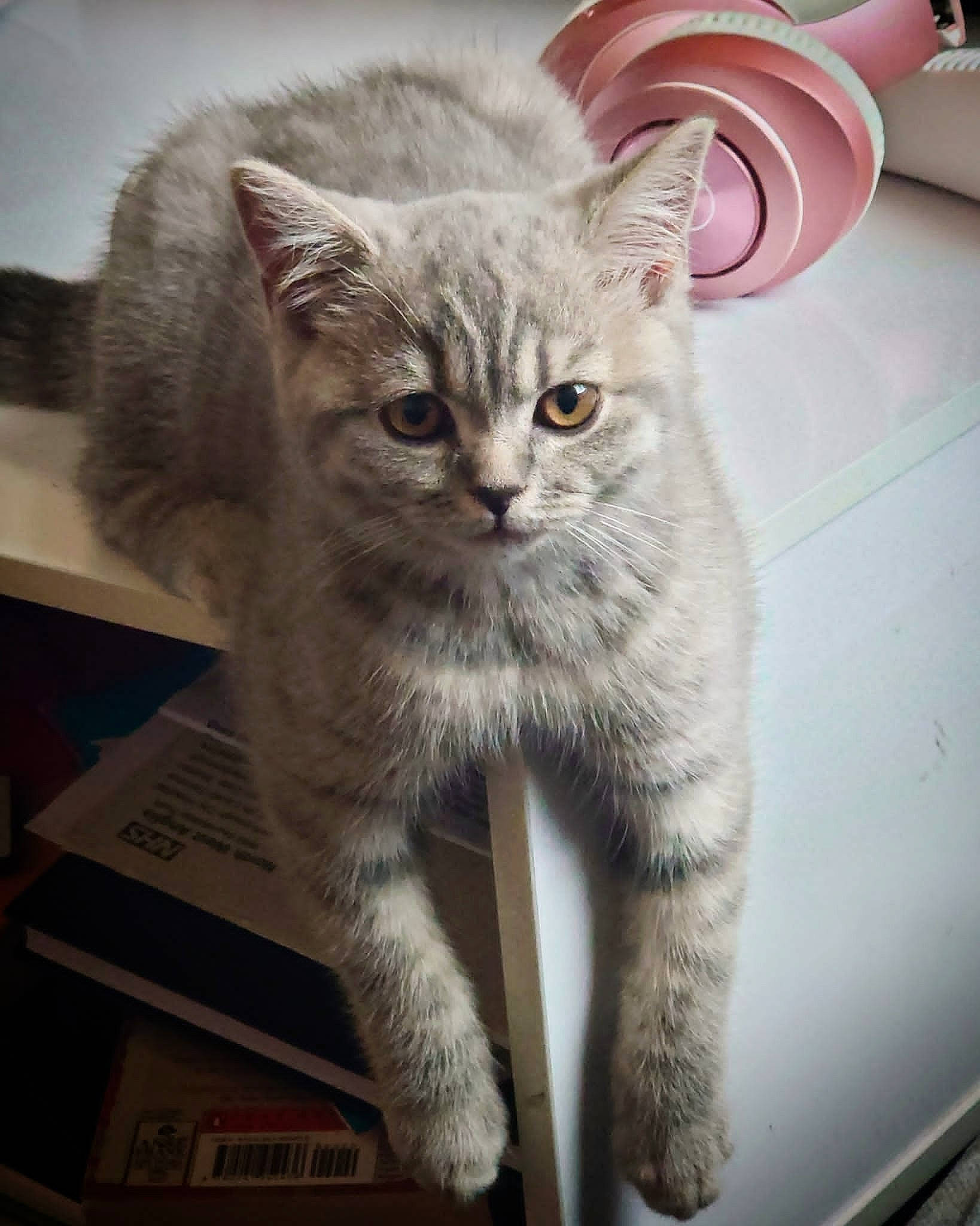 Bella joined the competition — help win amazing prizes! carnivore, cat, claw, domestic_short_haired_cat, fawn, felidae, fur, grey, paw, small_to_medium_sized_cats, snout, tail, whiskers, window