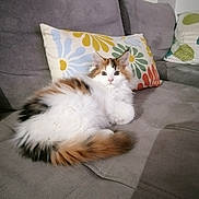 Aphrodite a rejoint le concours — aidez-le/la à gagner de superbes lots ! cat, calico, fluffy, couch, sofa, pillow, indoor, pet, animal, relaxing, fur, white, orange, black, home, cozy, domestic, resting, living_room, cute