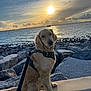 Oakley is registered to the contest to win money with this photo: dog, golden_retriever, sunset, water, rocks, leash, harness, outdoor, sea, sky, clouds, pet, animal, nature, calm, sitting, shoreline, evening, scenic, peaceful