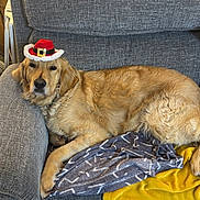 Oakley is registered to the contest to win money with this photo: dog, golden_retriever, hat, couch, blanket, indoor, pet, relaxed, furniture, living_room, holiday, decorations, photograph, portrait, cozy, canine, resting, fur, animal, domestic