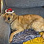 dog, golden_retriever, hat, couch, blanket, indoor, pet, relaxed, furniture, living_room, holiday, decorations, photograph, portrait, cozy, canine, resting, fur, animal, domestic