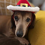 Sasha is registered to the contest to win money with this photo: dog, dachshund, pet, hat, red_hat, cozy, couch, brown_cushion, yellow_cushion, indoor, close_up, cute, animal, portrait, relaxed, furry, small_dog, holiday, festive, adorable