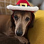 dog, dachshund, pet, hat, red_hat, cozy, couch, brown_cushion, yellow_cushion, indoor, close_up, cute, animal, portrait, relaxed, furry, small_dog, holiday, festive, adorable