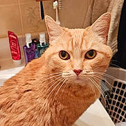 Georgia is registered to the contest to win money with this photo: cat, orange_tabby, bathroom, sink, toothbrush, toiletries, towel, counter, curious, pet, domestic_animal, feline, whiskers, fur, indoor, closeup, looking, animal, cute, household
