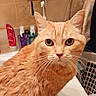 cat, orange_tabby, bathroom, sink, toothbrush, toiletries, towel, counter, curious, pet, domestic_animal, feline, whiskers, fur, indoor, closeup, looking, animal, cute, household