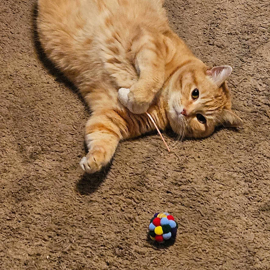 Georgia is registered to the contest to win money with this photo: cat, orange_tabby, carpet, toy, ball, pet, feline, playful, lying_down, indoor, curious, fur, whiskers, paws, relaxed, cute, animal, domestic_cat, brown, colorful